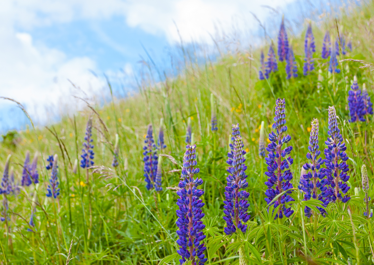 farmito_invazivni_rostliny_lupina