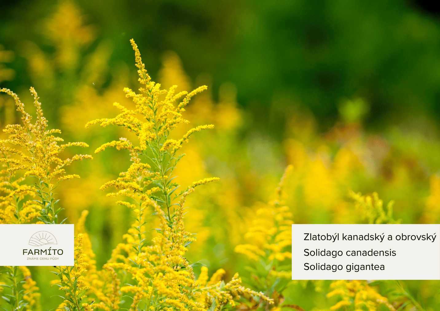 farmito_invazivni_rostliny_ Zlatobýl kanadsky_obrovský_Solidago canadensis_Solidago_gigantea