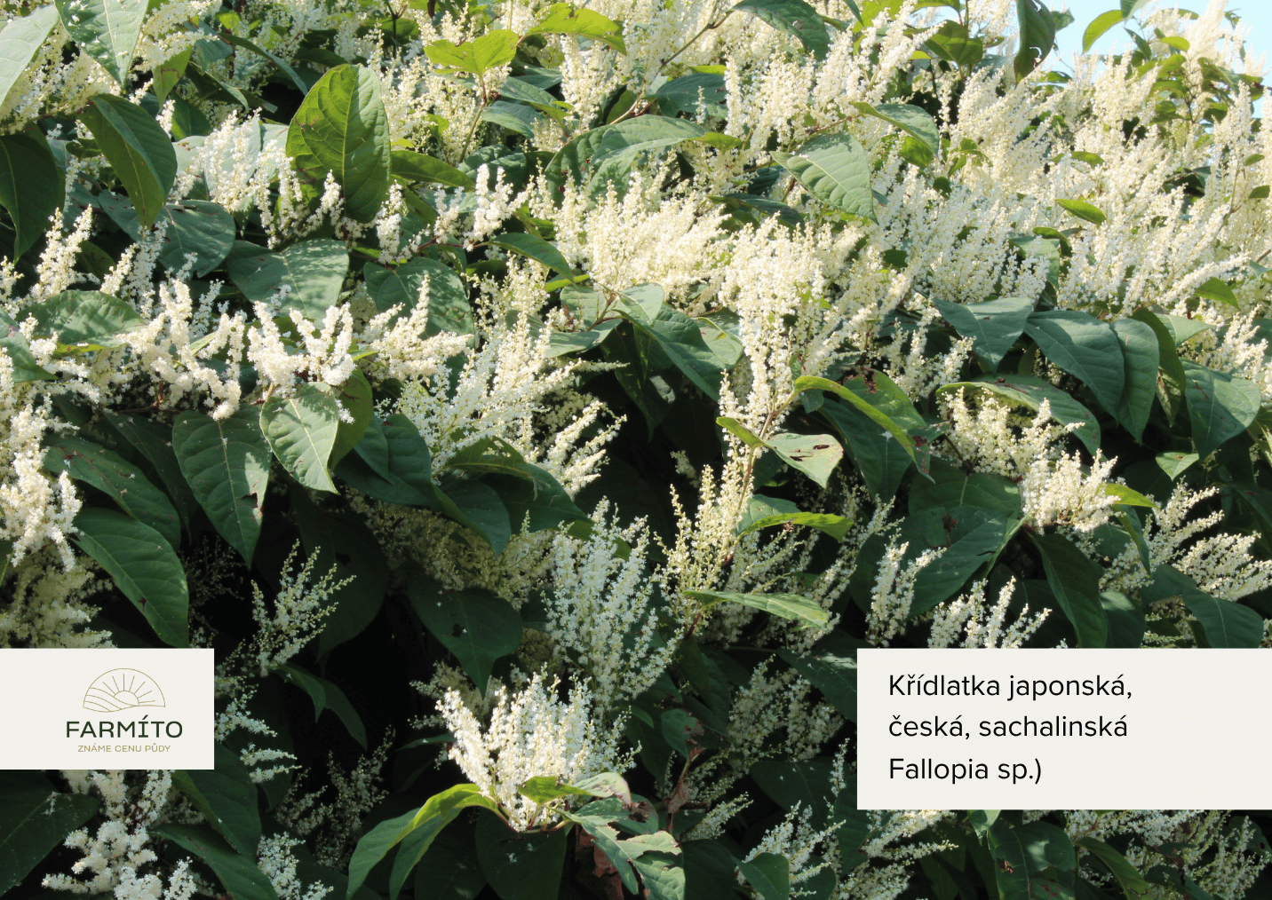 farmito_invazivni_rostliny_Křídlatka japonská, česká, sachalinská