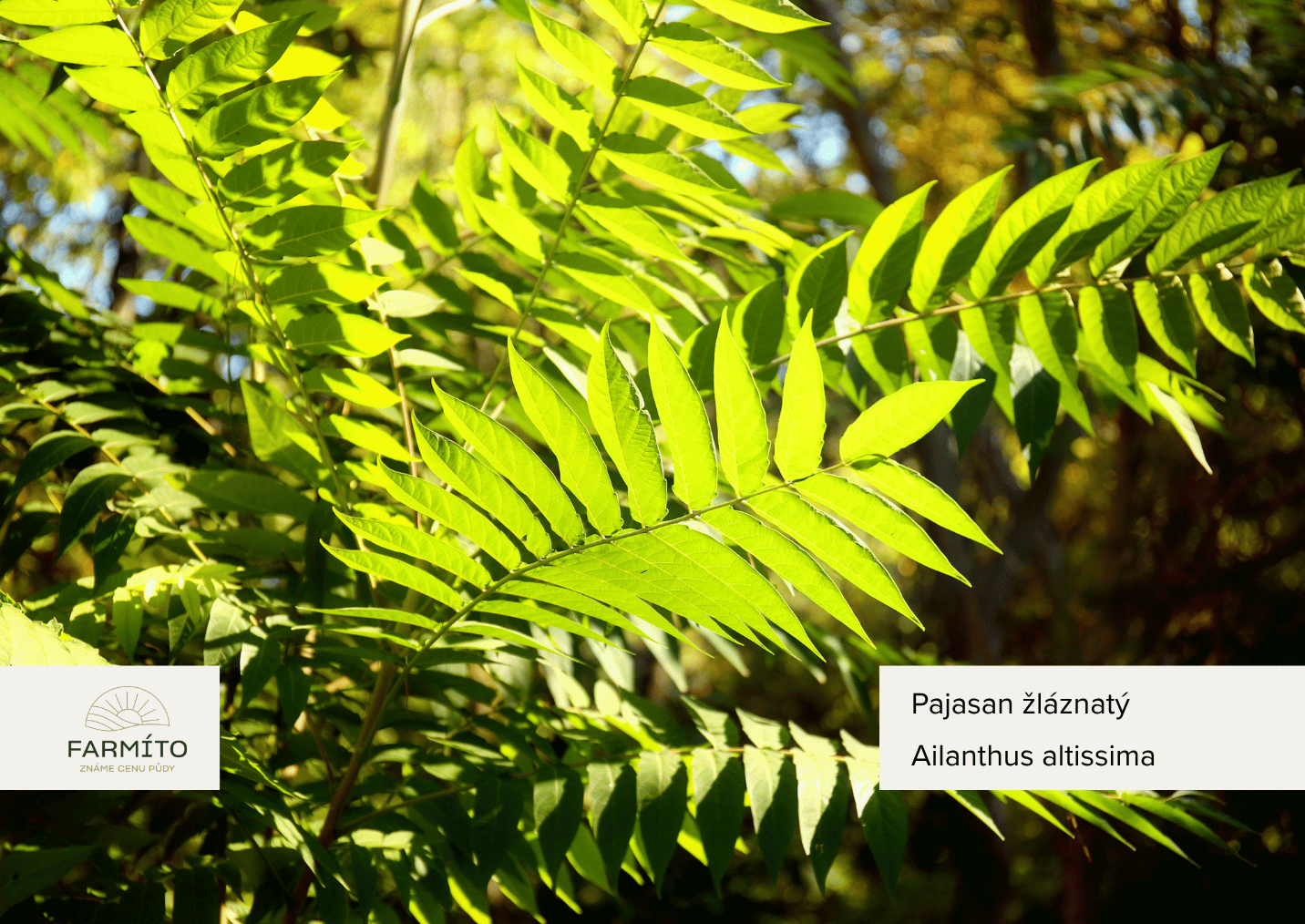 farmito_invazivni_rostliny_Pajasan žláznatý_Ailanthus altissima