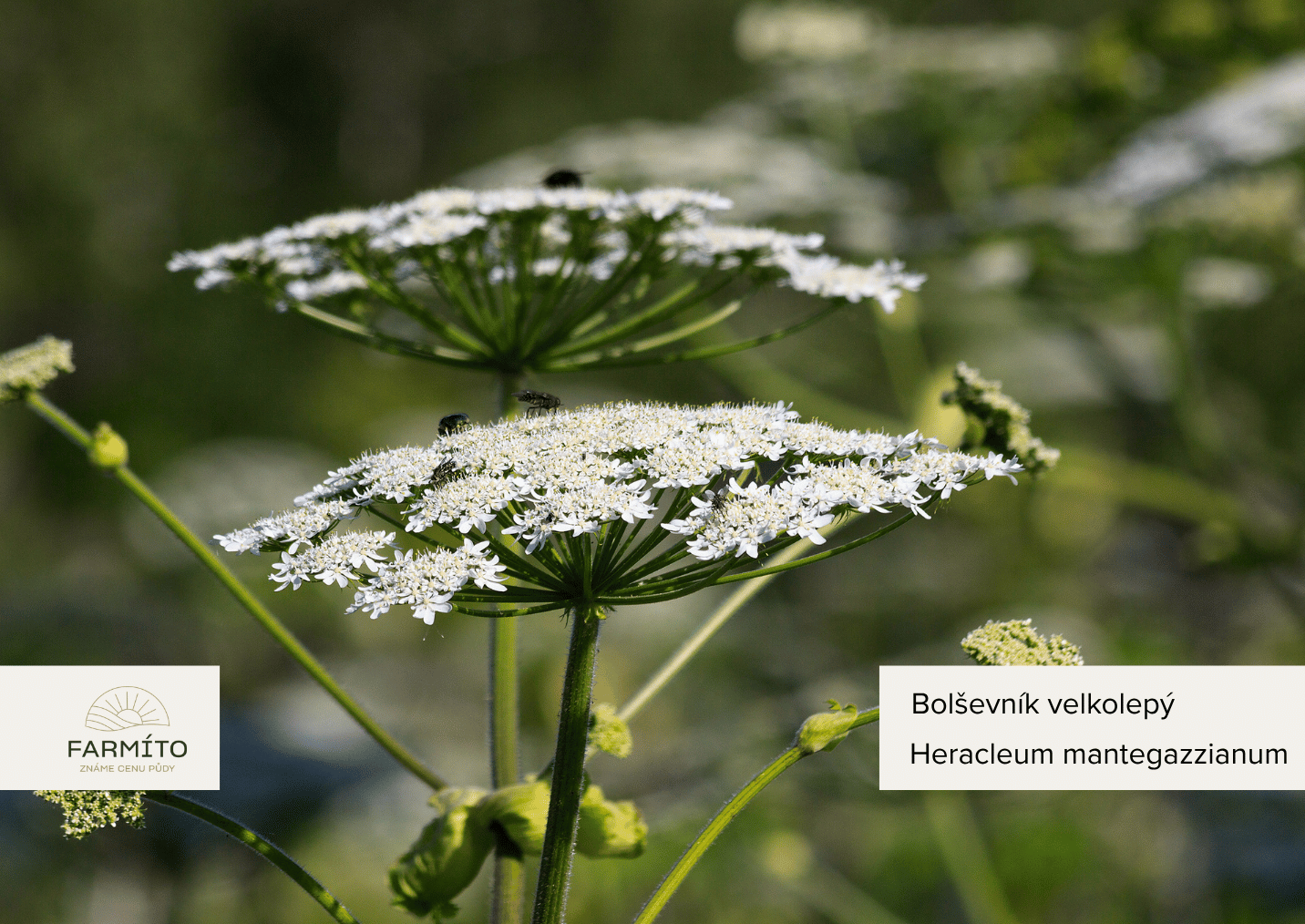 farmito_invazivni_rostliny_Bolsevnik_velkolepy