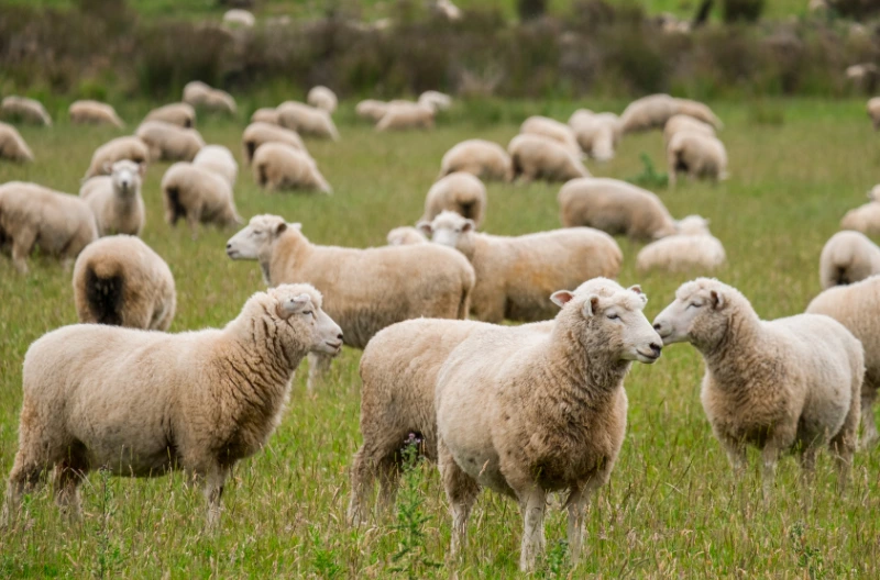 Úřední cena vs. tržní cena pozemku. 