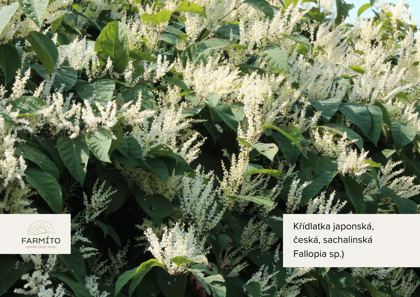 farmito_invazivni_rostliny_Kdlatkajaponskesksachalinsk-ezgif.com-gif-maker