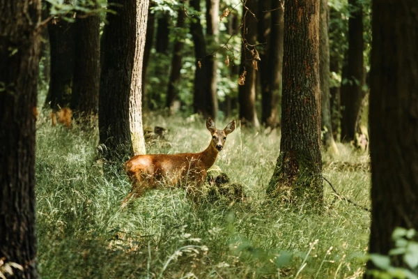 Přemnožená zvěř v lesích působí škody za miliony korun