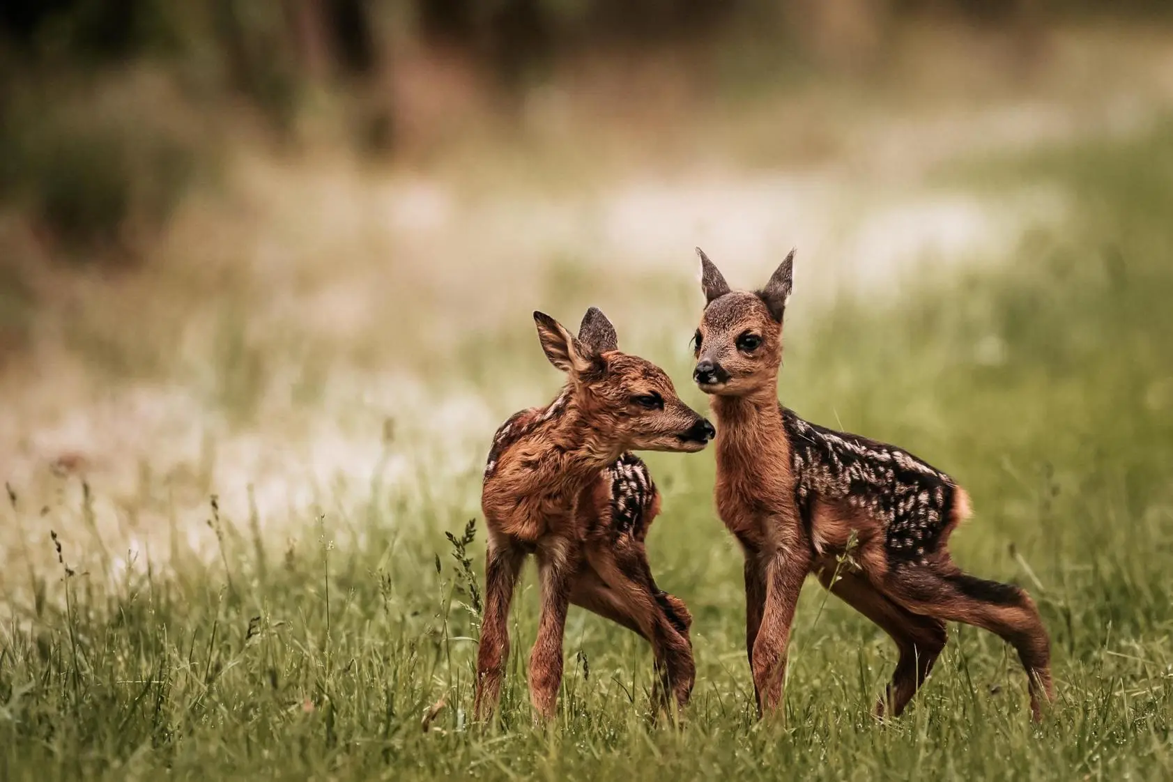 Zapojili jsme se do záchrany srnčat