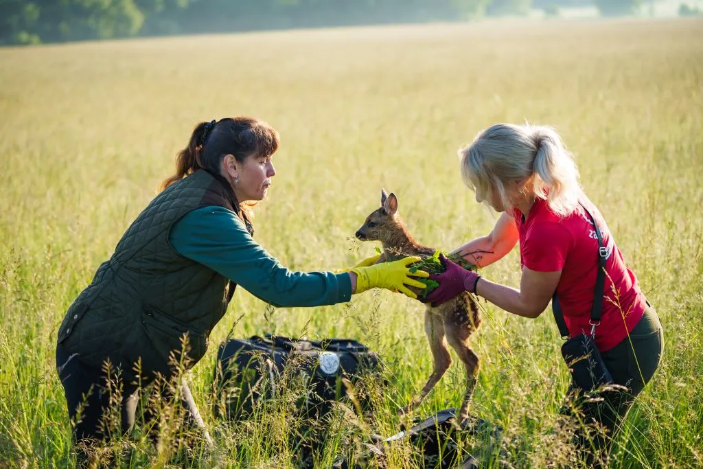 Náš dron v akci: Dokument o záchraně srnčat je tady!