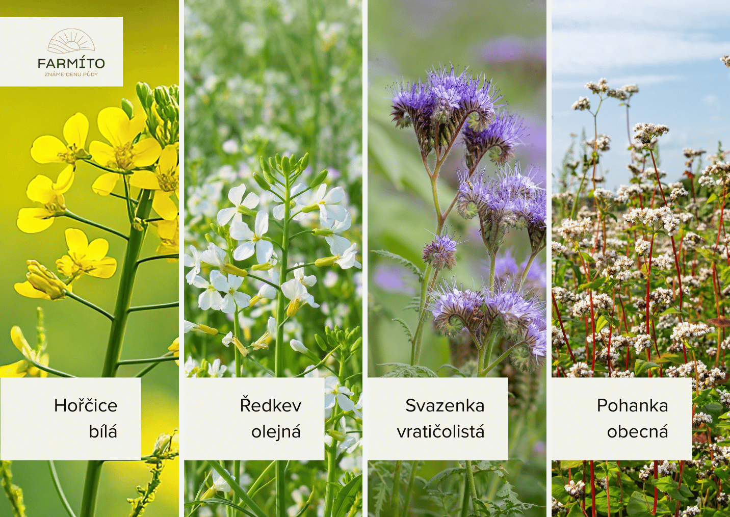 Letni_meziplodiny_regenerativni_zemedelstvi