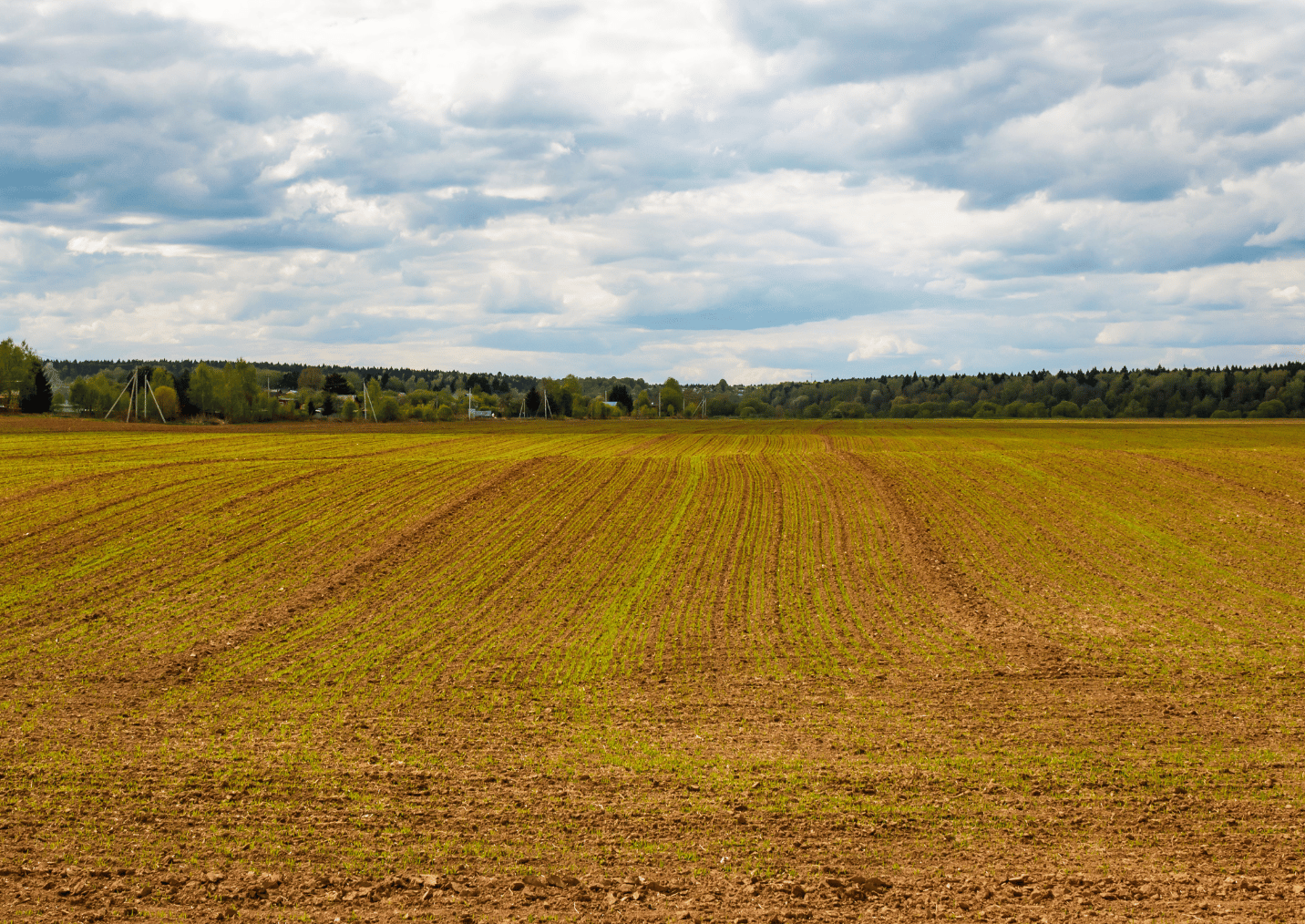 meziplodiny_regeneragivní_zemedelstvi_greening_osevni_postup_