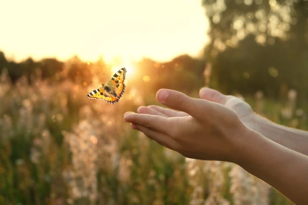 Rok 2024 je Rokem motýla, co může přinést české půdě?