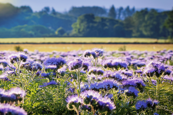 Meziplodiny proč jsou klíčem k ochraně půdy a férovému hospodaření